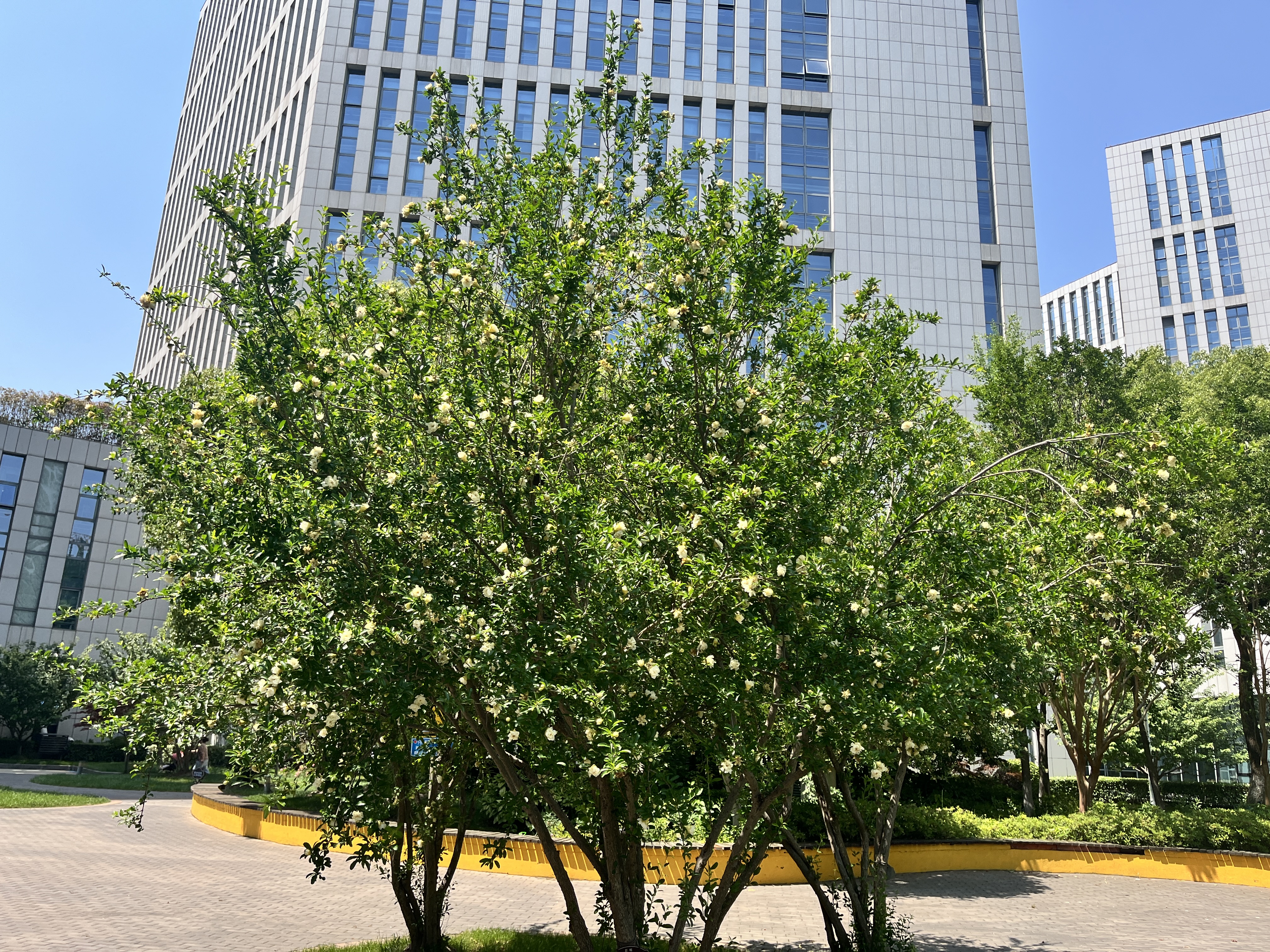 石榴树