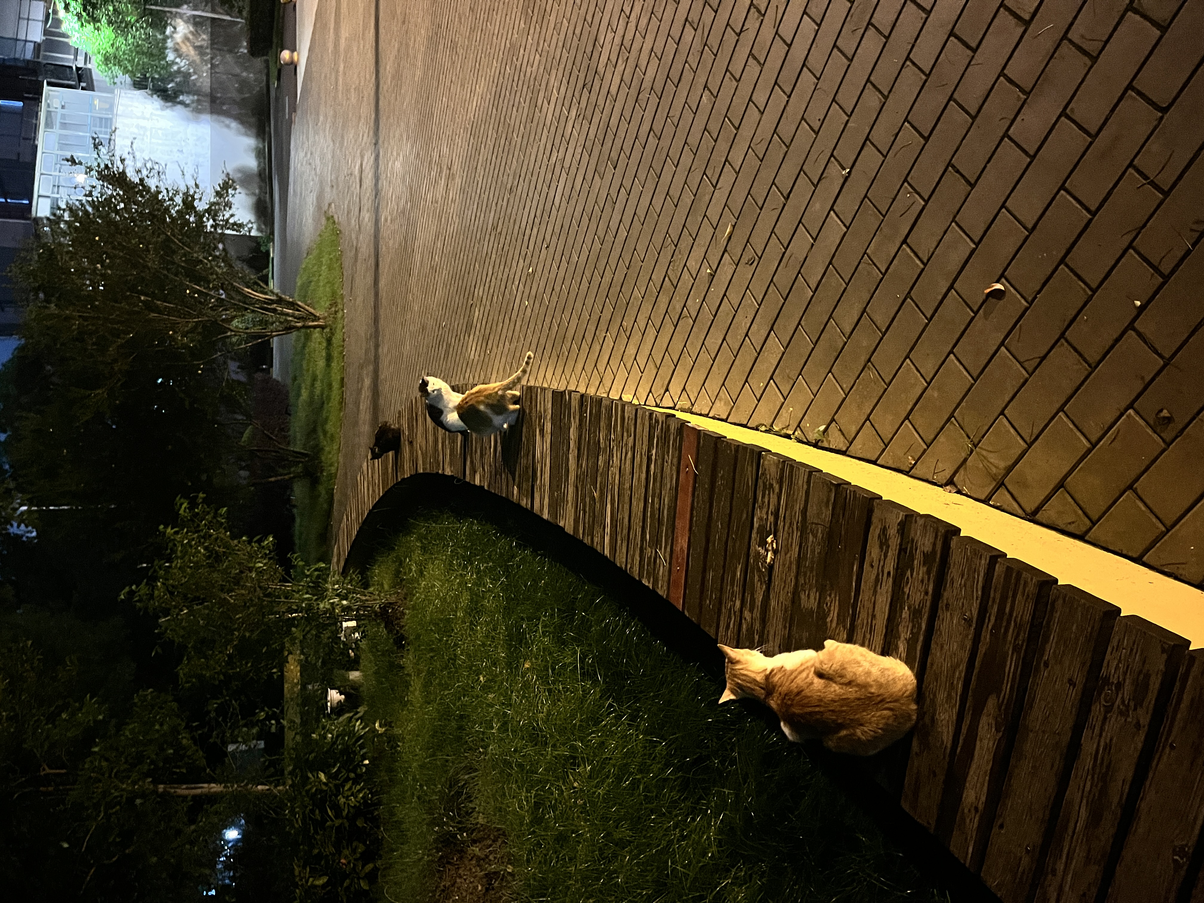 猫儿开会