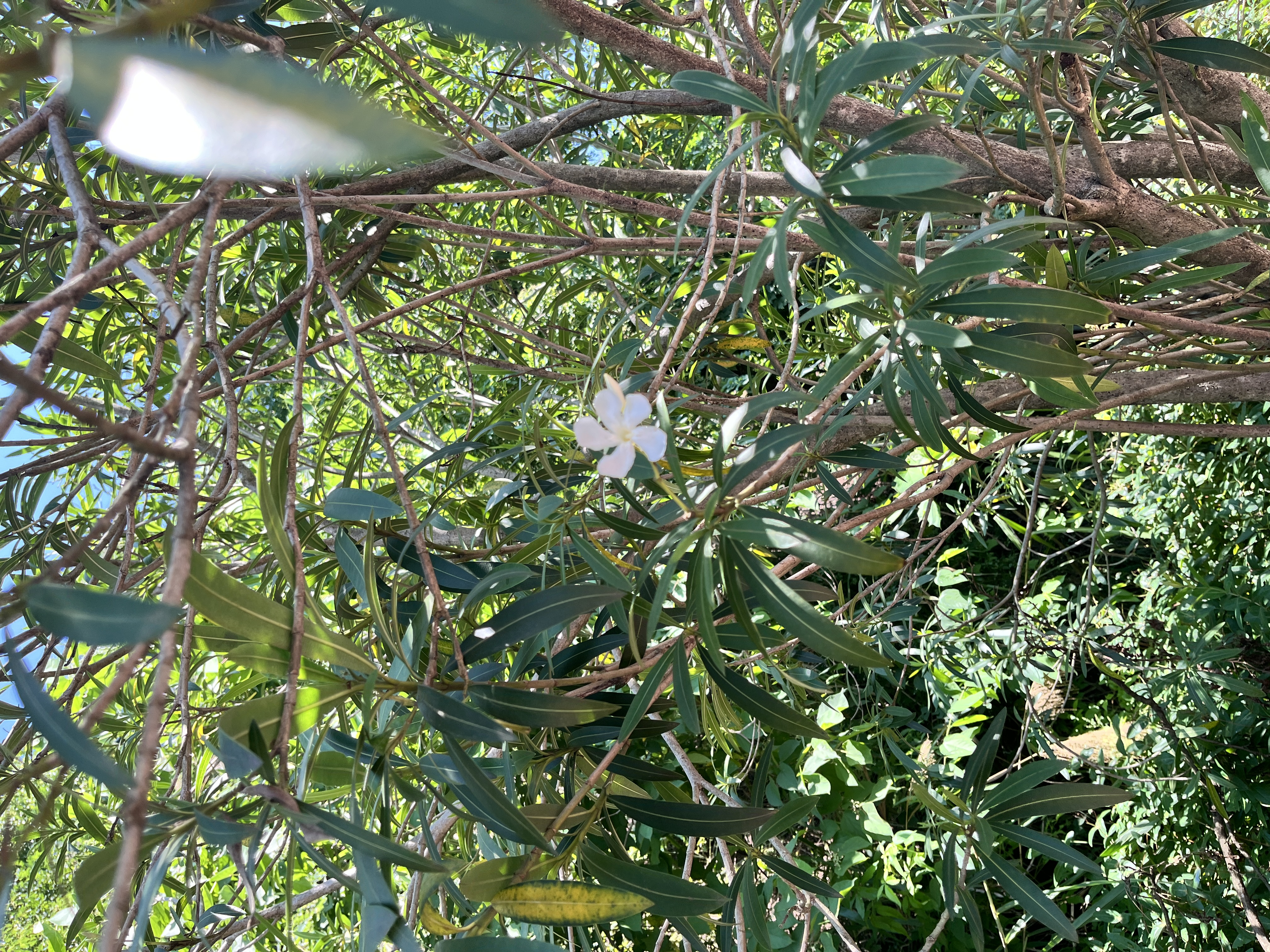 路边野花，小白花还挺遗世独立的