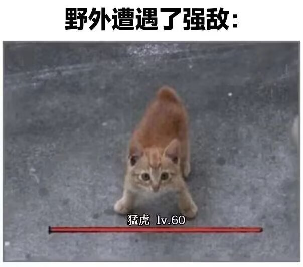 可爱memes！